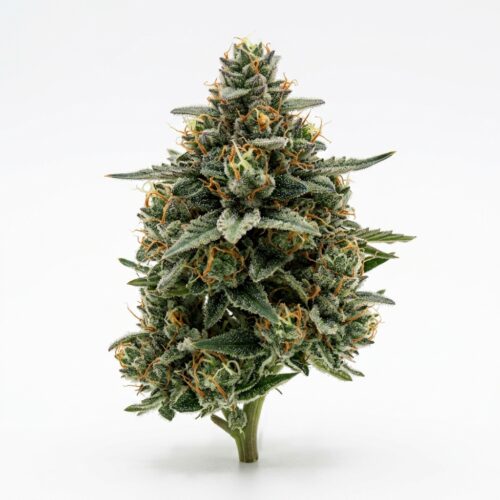 Alpine Fizz cannabis Bud Close-up