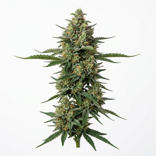 Alpine Fizz cannabis Mature Flowering Cola