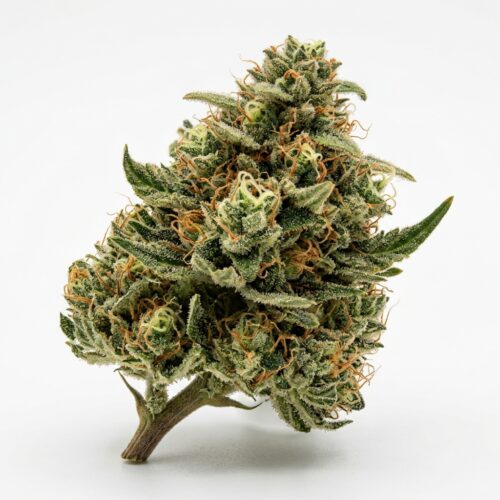 Alv Punch cannabis Bud Close-up