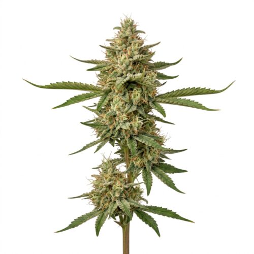 Alv Punch cannabis Mature Flowering Cola