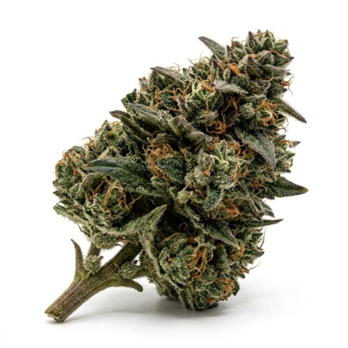 Animal Scout cannabis Bud Close-up