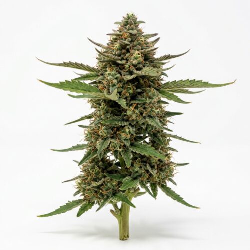 Animal Scout cannabis Mature Flowering Cola