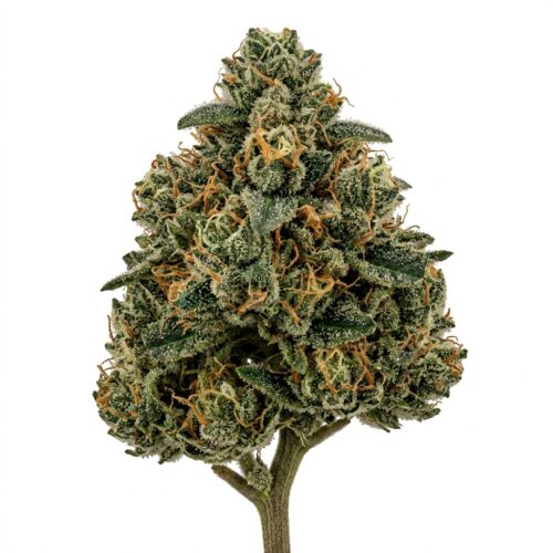 Astrozane cannabis Bud Close-up