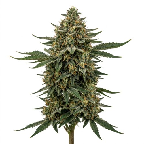 Astrozane cannabis Mature Flowering Cola
