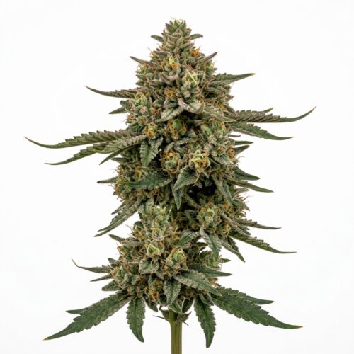 Atomic Breath cannabis Mature Flowering Cola