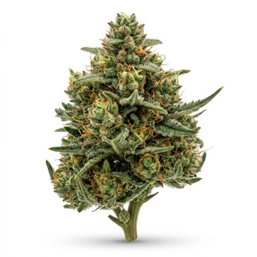 B A M cannabis Bud Close-up