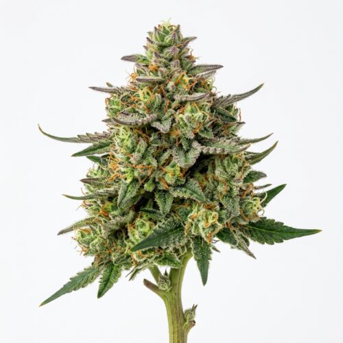 Baja Blasteroid cannabis Bud Close-up