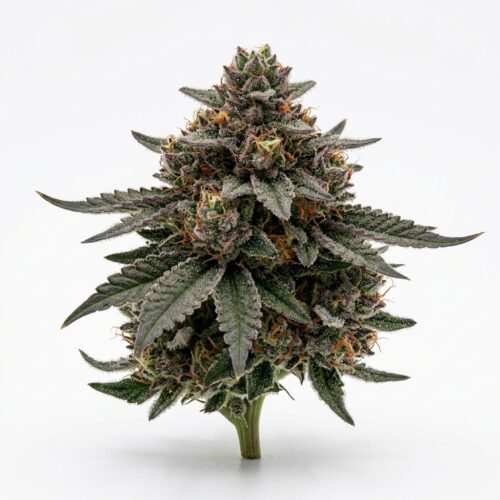 Berry Kimber cannabis Bud Close-up