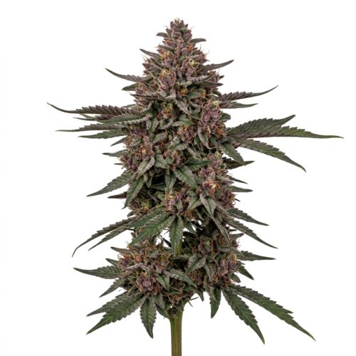 Berry Kimber cannabis Mature Flowering Cola