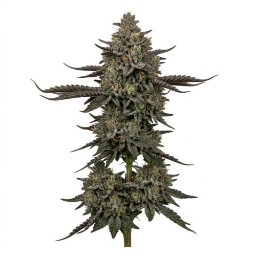 Blacknana cannabis Mature Flowering Cola