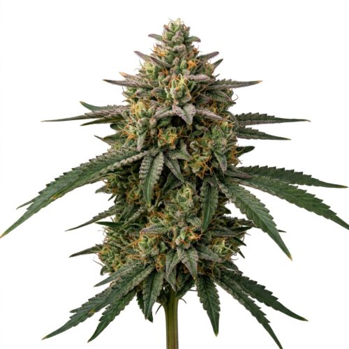 Blue Berriez cannabis Mature Flowering Cola