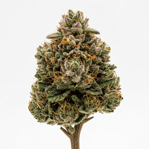 Bouncing Buddha cannabis Bud Close-up