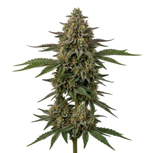 Burger Jealousy cannabis Mature Flowering Cola