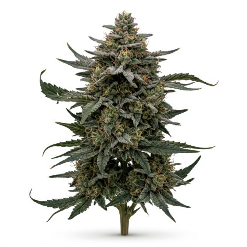 Buried In Blue cannabis Mature Flowering Cola