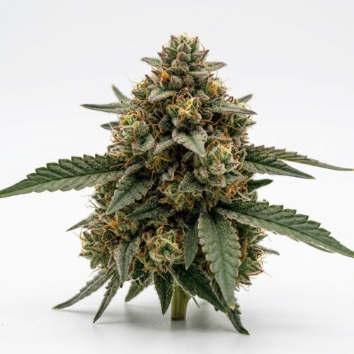 Candied Pound Cake cannabis Bud Close-up