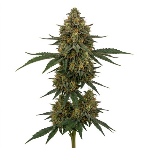 Candied Pound Cake cannabis Mature Flowering Cola