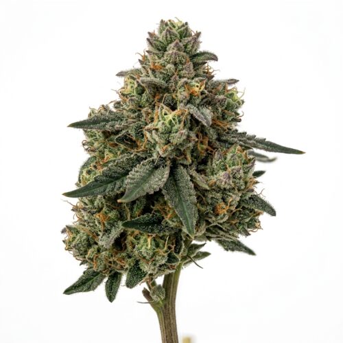 Cement Shoes cannabis Bud Close-up