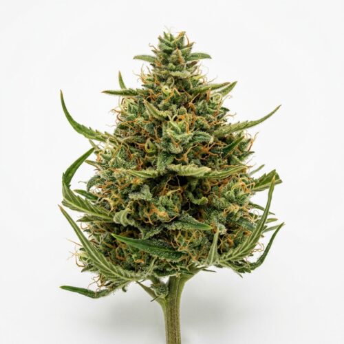 Chesapeake Crawler cannabis Bud Close-up
