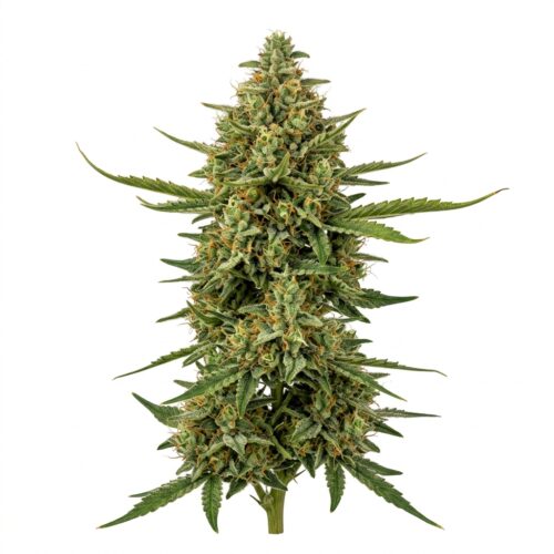 Chesapeake Crawler cannabis Mature Flowering Cola