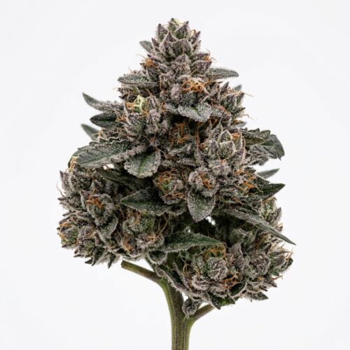Chrome Connected cannabis Bud Close-up