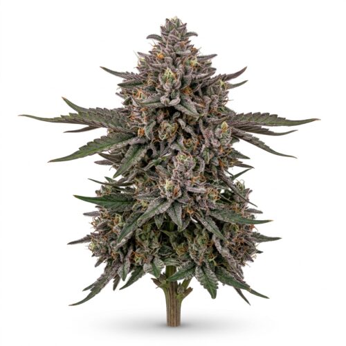 Chrome Connected cannabis Mature Flowering Cola