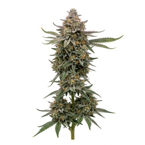 Cloud Breaker cannabis Mature Flowering Cola