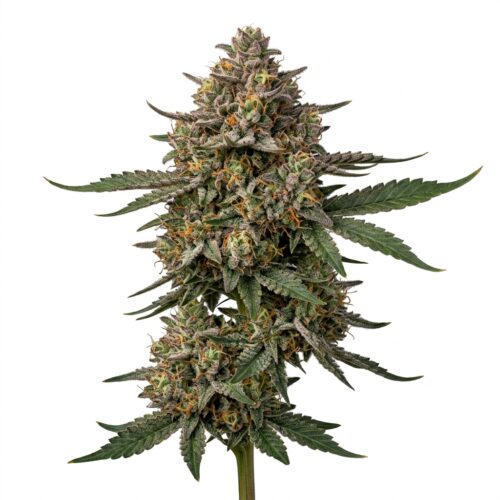 Confidential Cherries cannabis Mature Flowering Cola