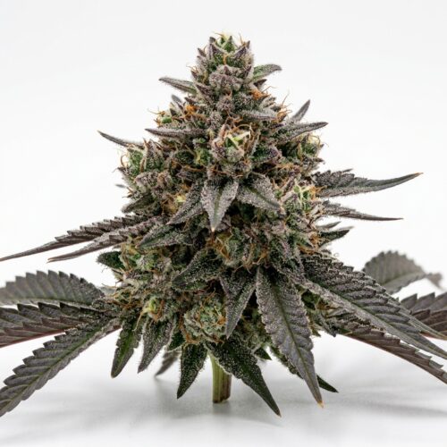 Connected Chrome cannabis Bud Close-up