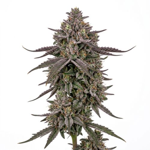 Connected Chrome cannabis Mature Flowering Cola