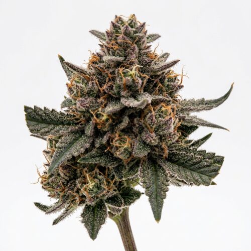Deep Ztate cannabis Bud Close-up