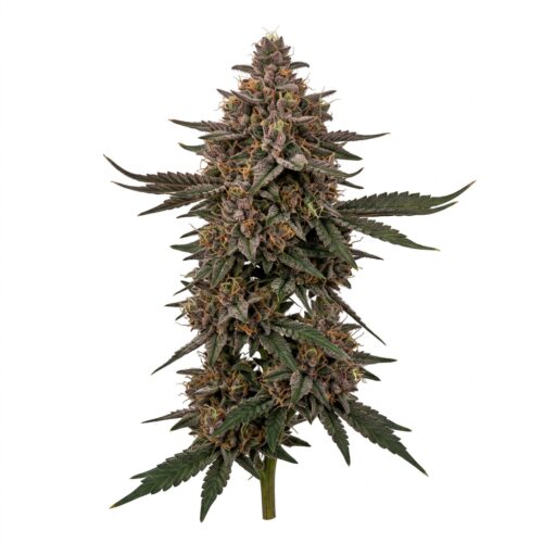 Deep Ztate cannabis Mature Flowering Cola