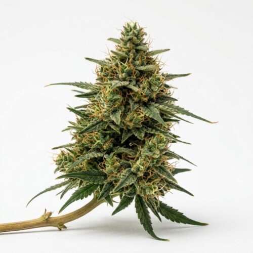Diesel Bites cannabis Bud Close-up