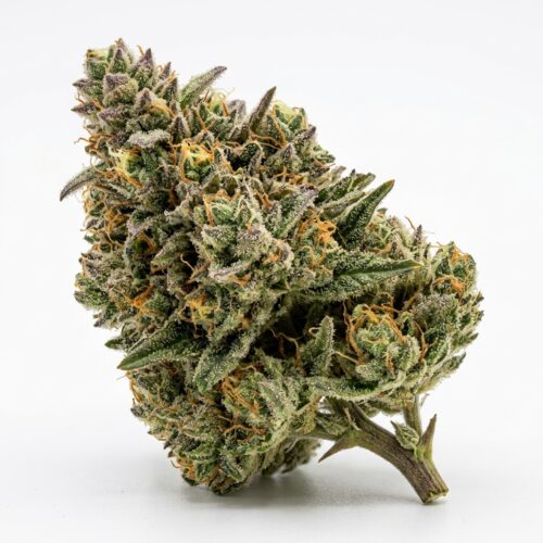 Disco Diesel cannabis Bud Close-up