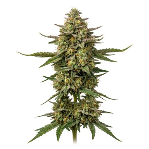 Disco Diesel cannabis Mature Flowering Cola