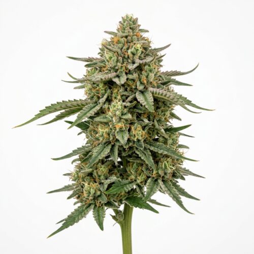 Everglazed cannabis Mature Flowering Cola