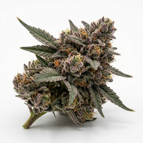 Fog Lights cannabis Bud Close-up