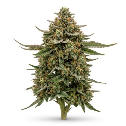 Funk Bomb cannabis Mature Flowering Cola