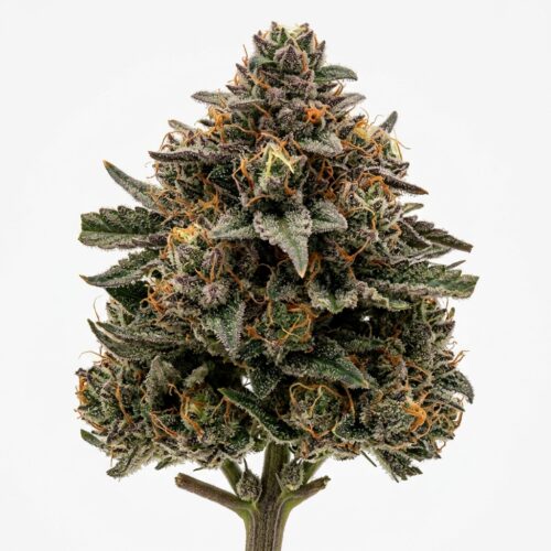 Galaxy Toad cannabis Bud Close-up