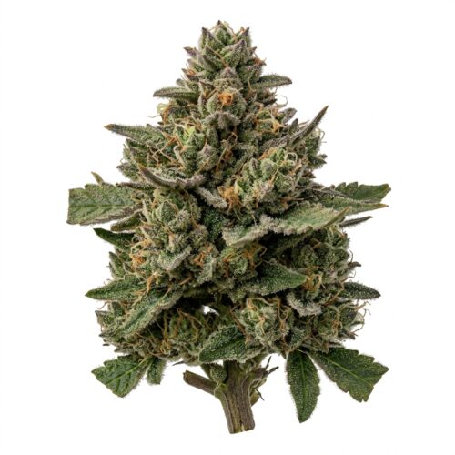 Garlic Jelly Sensei cannabis Bud Close-up