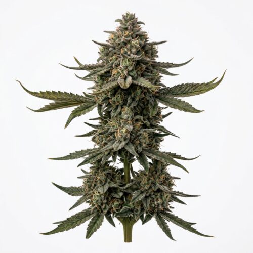 Garlic Jelly Sensei cannabis Mature Flowering Cola