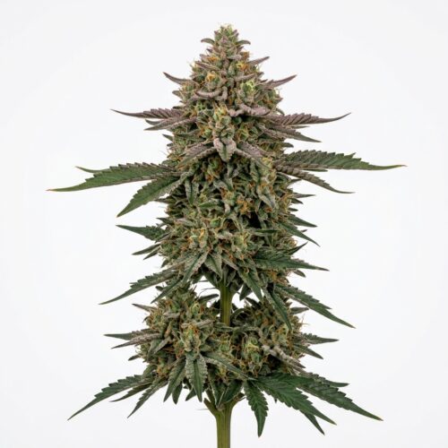 Gas Lit cannabis Mature Flowering Cola