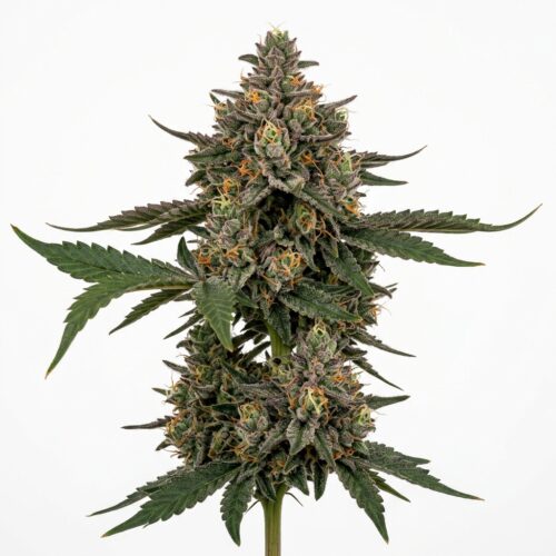 Gas Madness cannabis Mature Flowering Cola