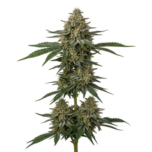 Gasoline Ganache cannabis Mature Flowering Cola