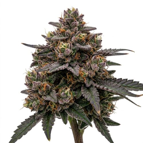 Giggin Grapes cannabis Bud Close-up