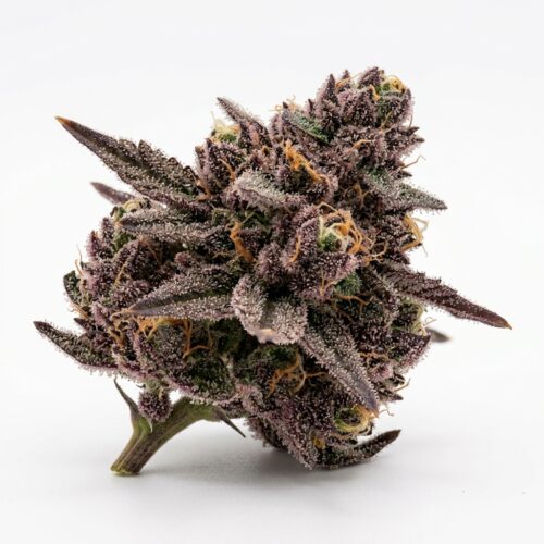 Goofiez Squared cannabis Bud Close-up