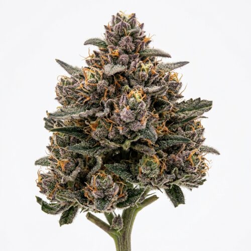 Grandi Delight cannabis Bud Close-up