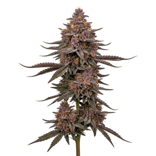 Granny Candy Rythm cannabis Mature Flowering Cola