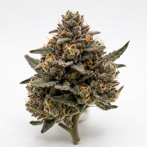 Grape Sitter cannabis Bud Close-up