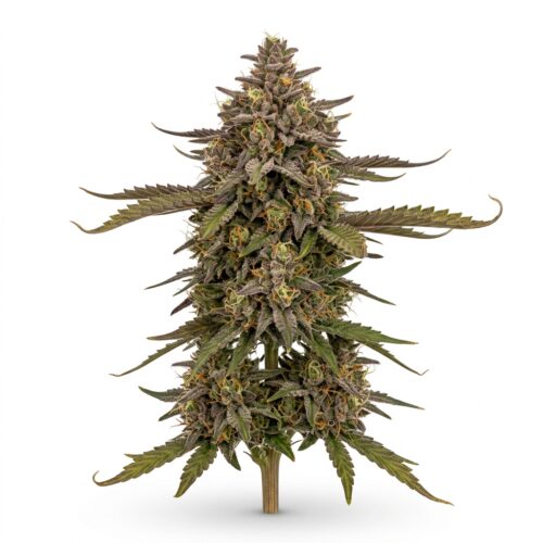 Grape Sitter cannabis Mature Flowering Cola