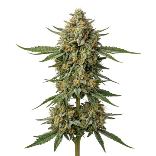 Island Bloom cannabis Mature Flowering Cola